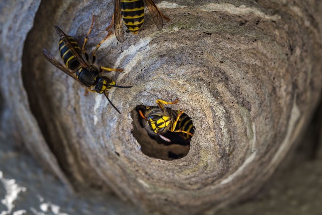 free wasp removal Campbell Natural Pest Control