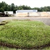 Emerald Zoysia - Ivy Creek Landscape Supply