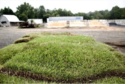 Emerald Zoysia Ivy Creek Landscape Supply