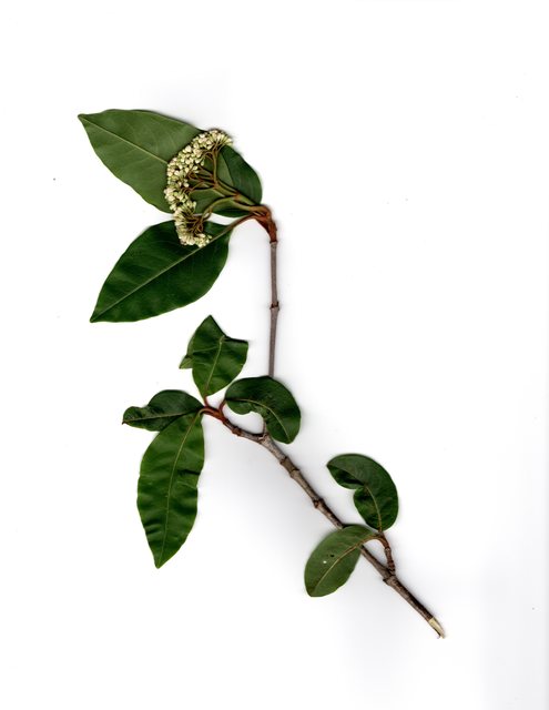 Viburnum sp. Interlachen Picture Box