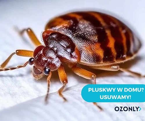 dezynsekcja Ozonly Jakub ZiÄ…tka ÅÃ³dÅº