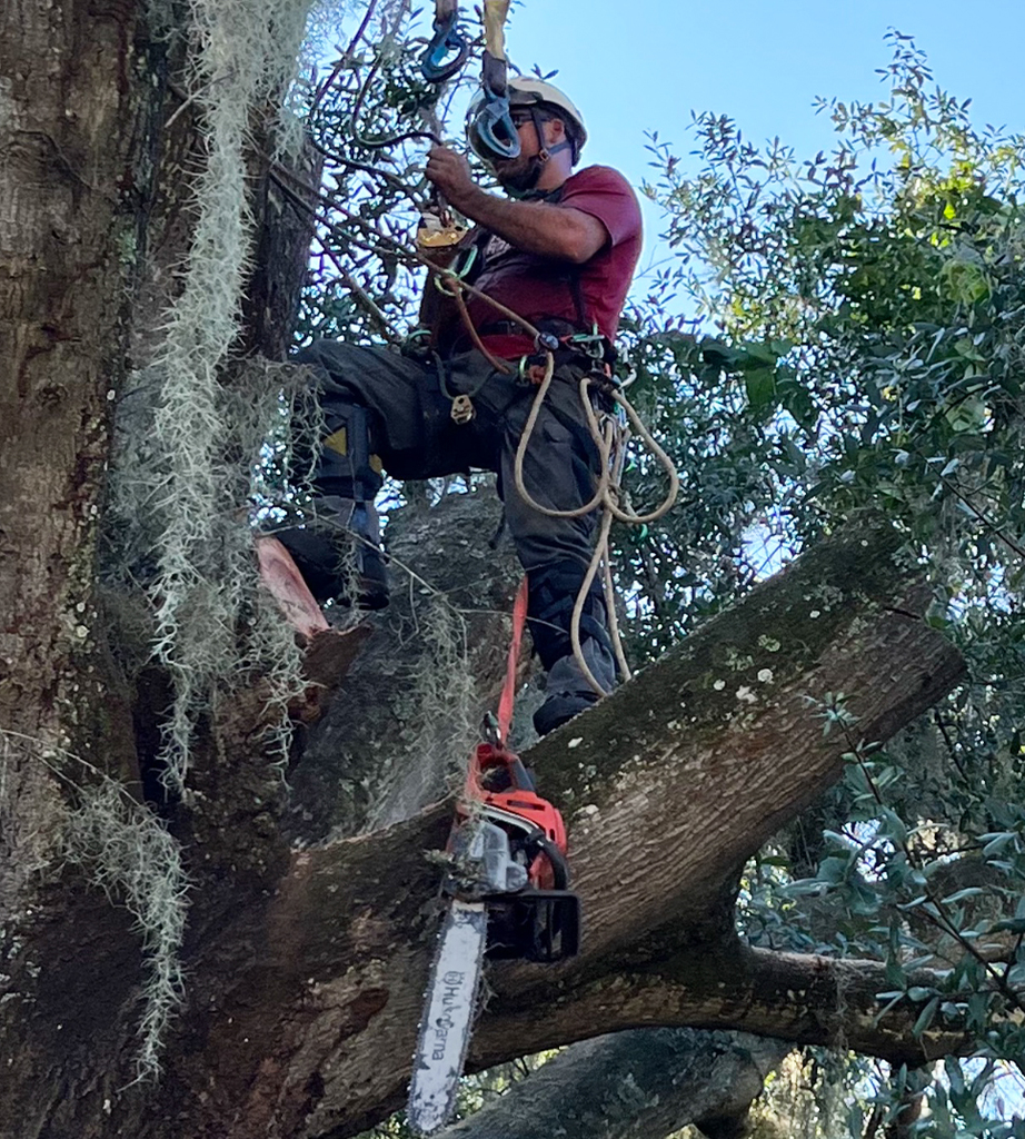 Ensure Safety With Tree Pruning In Middleburg FL Picture Box