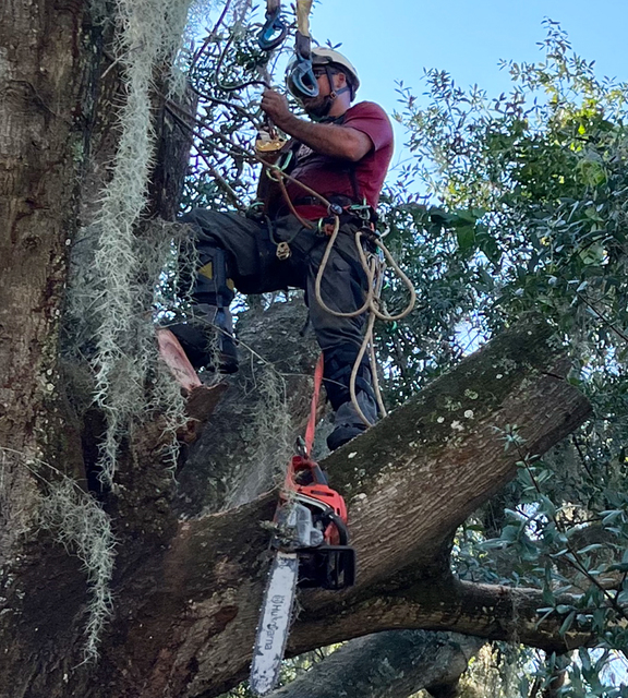 Ensure Safety With Tree Pruning In Middleburg FL Picture Box