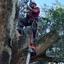 Ensure Safety With Tree Pru... - Picture Box