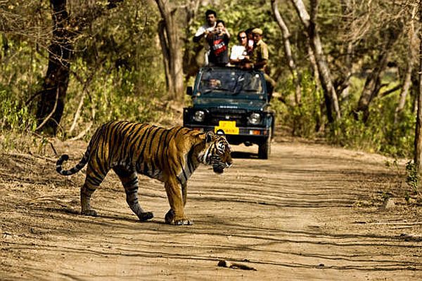 THE BEST TIME TO SPOT TIGERS IN JIM CORBETT NATION Nainital Jim Corbett Park