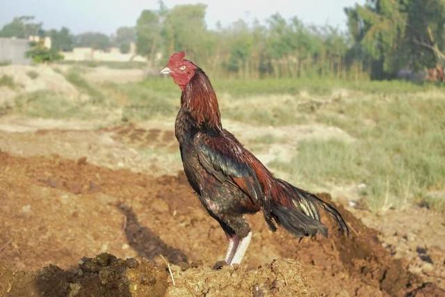 BestAseelRoosterinHyderabad Natukodi.in