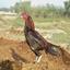 BestAseelRoosterinHyderabad - Natukodi.in