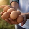 OrganicBrown EggsinHyderabad - Natukodi
