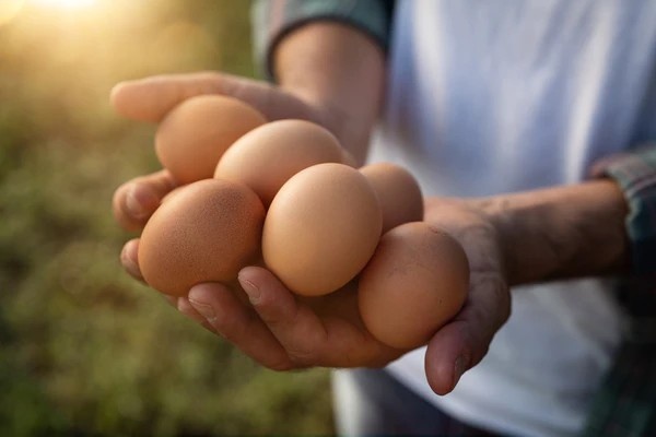 OrganicBrown EggsinHyderabad Natukodi.in