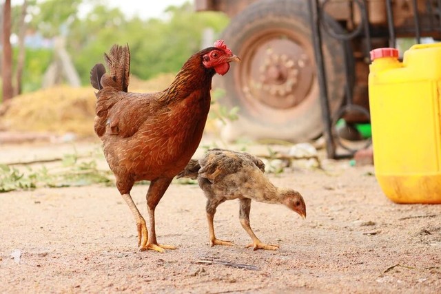 Best Desi Hen in Hyderabad. Natukodi