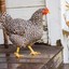 Organic Tender Chicken - He... - Natukodi