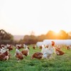 Poultry Farm in Hyderabad. - Natukodi