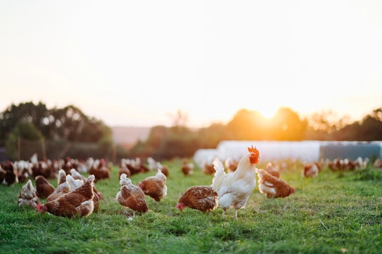 Poultry Farm in Hyderabad. Natukodi