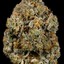 Discover THCA Flower Bliss ... - flippofarms.com