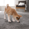 How to Get Smell Out of Carpet - Carpets Online