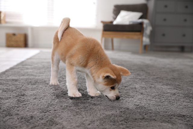 How to Get Smell Out of Carpet Carpets Online