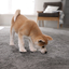 How to Get Smell Out of Carpet - Carpets Online