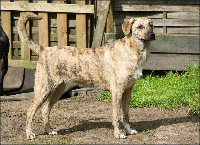 3 honden 10 Mei