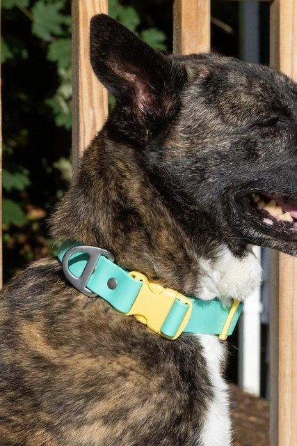 island-vibes-waterproof-dog-collar Pet Essentials Online