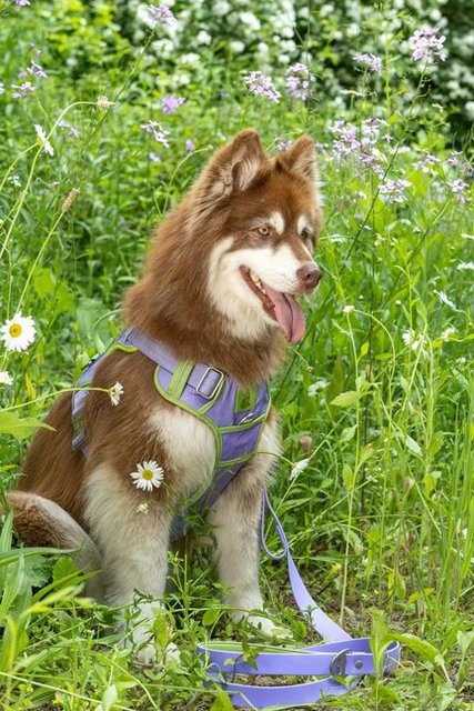 lavender-garden-ultimate-dog-harness Pet Essentials Online