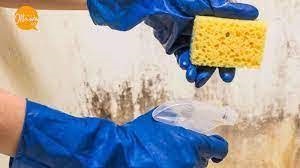 download (1) Ottawa Mold Removal -Kanata-Orleans