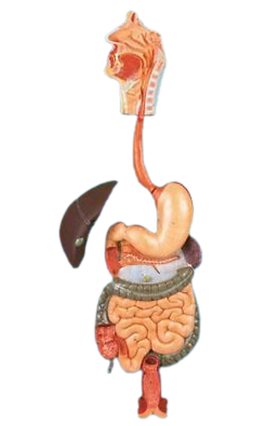 10   GD A12001 Digestive System Picture Box