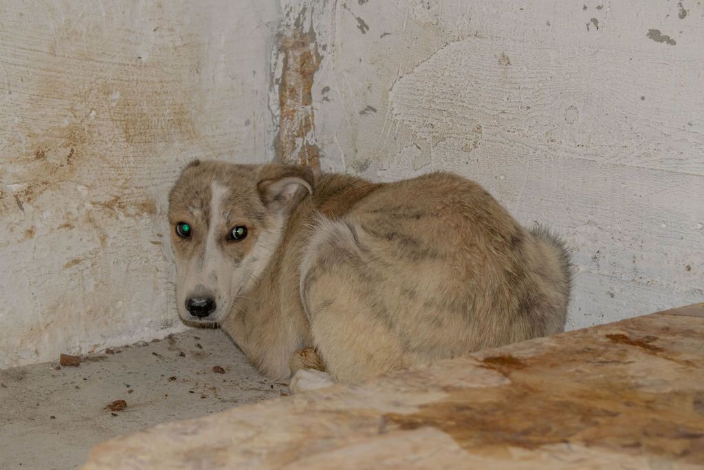 438158332 821095796108420 7307644177934953860 n - Dushi