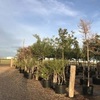 c1 - Tree World Nursery And Land...