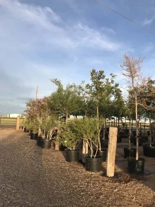 c1 Tree World Nursery And Landscaping