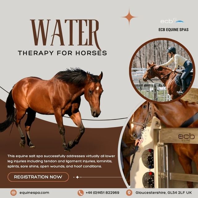 Looking For Best Water Therapy For Horses in the U Picture Box
