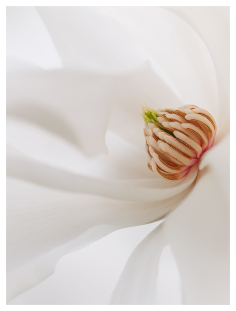 Magnolia 2024 1 Close-Up Photography