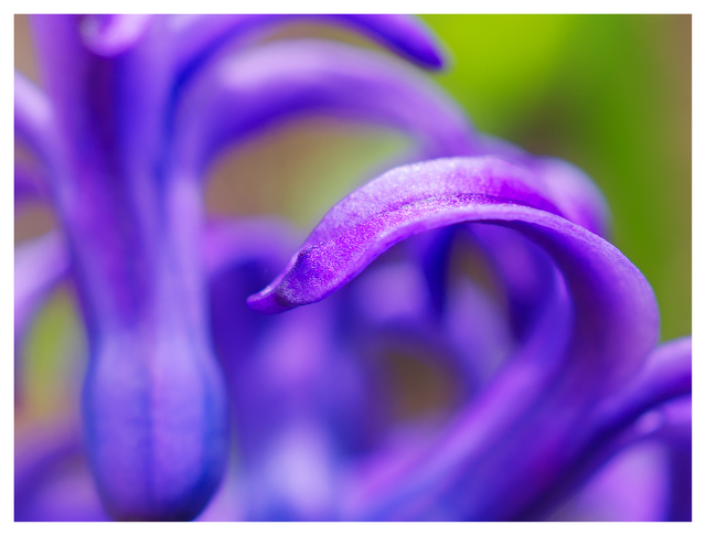 Bluebells 2024 2 Close-Up Photography