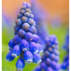 Hyacinth 2024 1 - Close-Up Photography