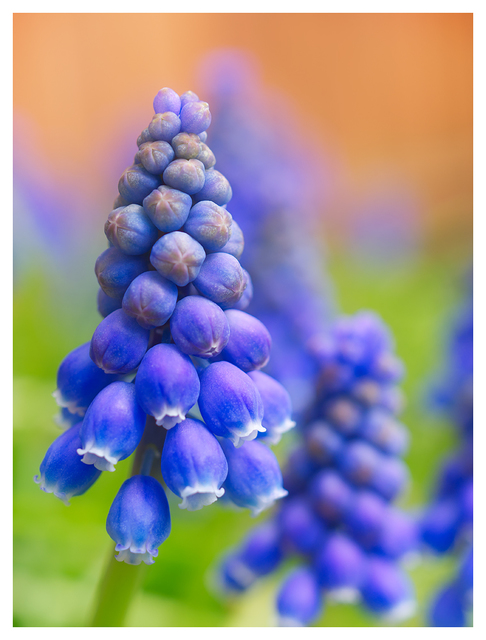 Hyacinth 2024 1 Close-Up Photography