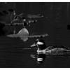 Duck 2024 3 - Black & White and Sepia