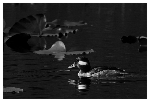 Duck 2024 3 Black & White and Sepia