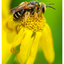 Bee 2024 2 - Close-Up Photography