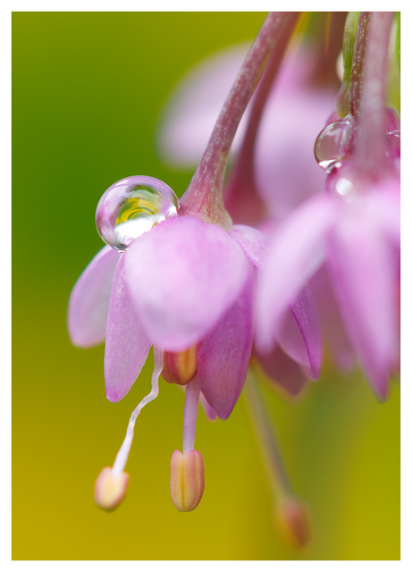 Droplet 2024 1 Close-Up Photography