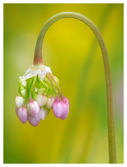 Flower 2024 3 Close-Up Photography