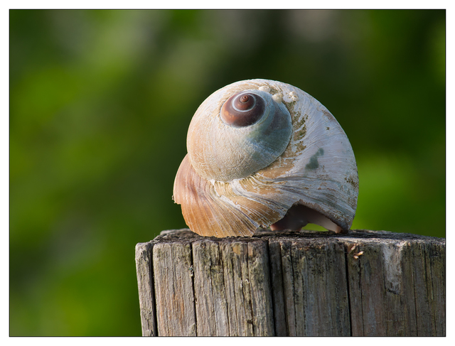 Shell 2024 1 Close-Up Photography