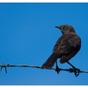 Blackbird 2024 2 - Wildlife