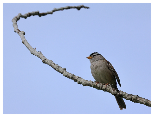 White Crowned Sparrow 2024 10 Wildlife