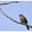White Crowned Sparrow 2024 10 - Wildlife