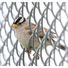 White Crowned Sparrow 2024 4 - Wildlife