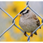 White Crowned Sparrow 2024 3 - Wildlife