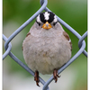 White Crowned Sparrow 2024 2 - Wildlife