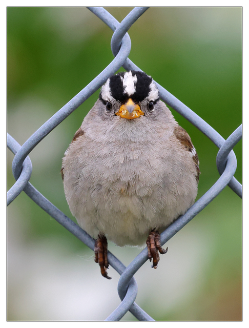 White Crowned Sparrow 2024 2 Wildlife