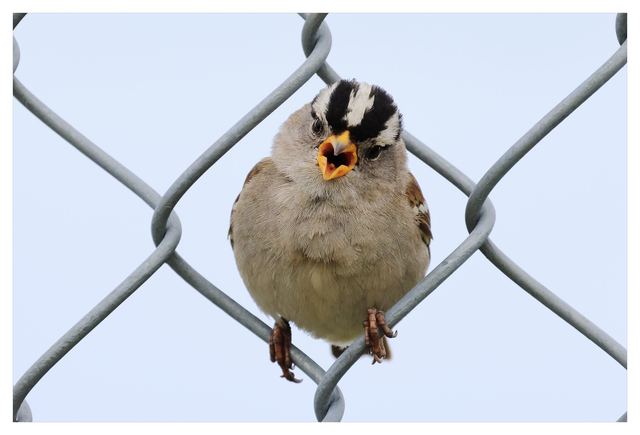 White Crowned Sparrow 2024 1 Wildlife