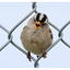 White Crowned Sparrow 2024 1 - Wildlife