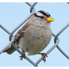 White Crowned Sparrow 2024 5 - Wildlife